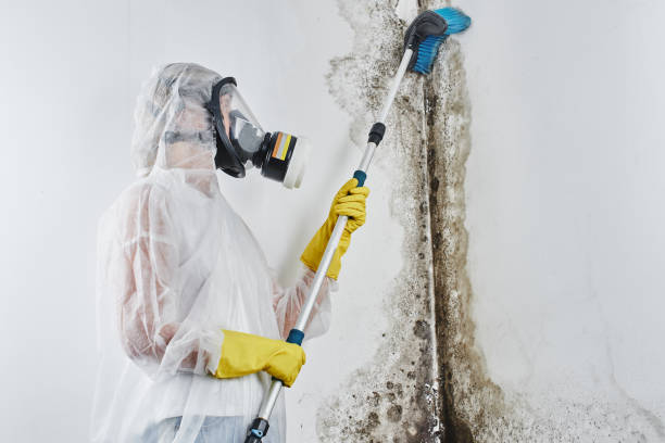 Mold Removal and Inspection in Hiller, PA