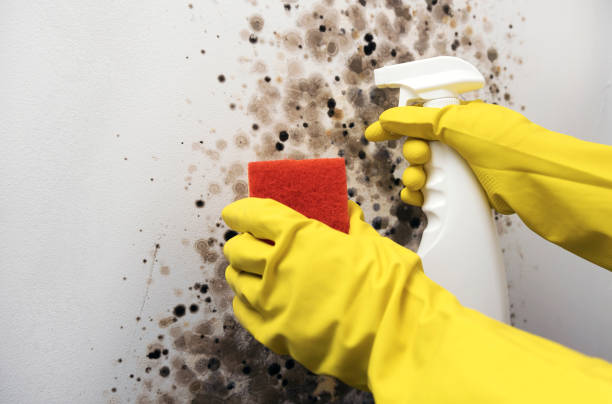 Best Crawl Space Mold Removal  in Hiller, PA